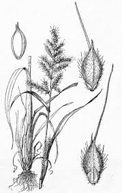 Attēlu rezultāti vaicājumam “Echinochloa crus-galli”