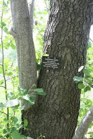 Attēlu rezultāti vaicājumam “Alnus glutinosa”