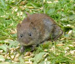 Attēlu rezultāti vaicājumam “Myodes glareolus”