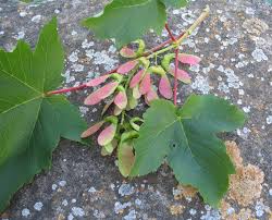 Attēlu rezultāti vaicājumam “Acer pseudoplatanus”