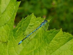 Attēlu rezultāti vaicājumam “Coenagrion puella male”