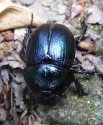 Attēlu rezultāti vaicājumam “Geotrupes stercorarius”