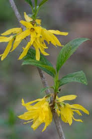 Attēlu rezultāti vaicājumam “Forsythia viridissima”