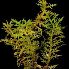 Attēlu rezultāti vaicājumam “Thuidium recognitum”