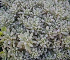 Attēlu rezultāti vaicājumam “Sedum hispanicum”
