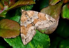 Attēlu rezultāti vaicājumam “Hepialus lupulinus”