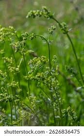 Attēlu rezultāti vaicājumam “Galium album bud”