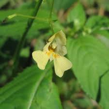 Attēlu rezultāti vaicājumam “Impatiens parviflora flower”