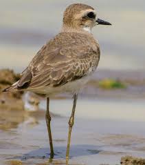 Image result for Charadrius asiaticus