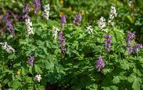 Attēlu rezultāti vaicājumam “Corydalis cava fruit”