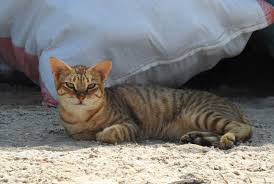 Attēlu rezultāti vaicājumam “Felis silvestris catus adult”