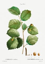 Attēlu rezultāti vaicājumam “Corylus avellana leaf”