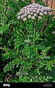 Attēlu rezultāti vaicājumam “Daucus carota subsp. carota”
