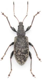 Attēlu rezultāti vaicājumam “Phyllobius”