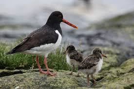 Attēlu rezultāti vaicājumam “Haematopus ostralegus”
