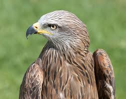 Image result for Milvus milvus