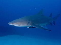 Image result for Negaprion brevirostris