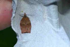 Attēlu rezultāti vaicājumam “Pandemis heparana”