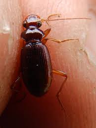 Attēlu rezultāti vaicājumam “Leistus terminatus”