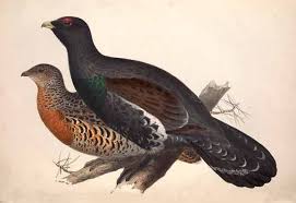 Attēlu rezultāti vaicājumam “Tetrao urogallus male”