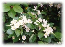 Attēlu rezultāti vaicājumam “Malus mandshurica”