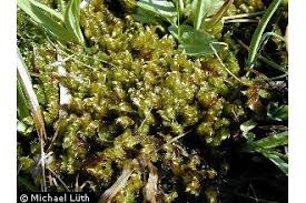 Attēlu rezultāti vaicājumam “Calliergonella lindbergii”