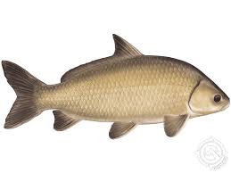 Image result for Ictiobus niger