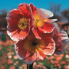 Image result for Papaver nudicaule