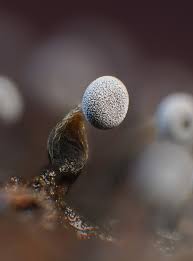 Attēlu rezultāti vaicājumam “Cribraria aurantiaca var. persoonii young”