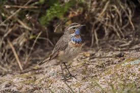 Attēlu rezultāti vaicājumam “Luscinia svecica”