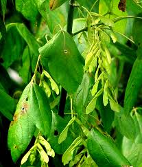 Attēlu rezultāti vaicājumam “Acer negundo fruit”