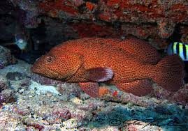 Image result for Cephalopholis cruentata