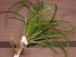 Image result for tillandsia umbellata