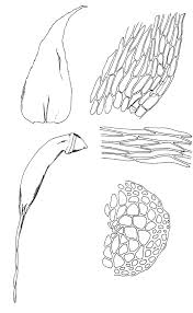 Attēlu rezultāti vaicājumam “Herzogiella seligeri”