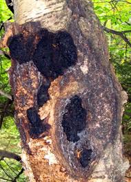 Attēlu rezultāti vaicājumam “Inonotus obliquus”