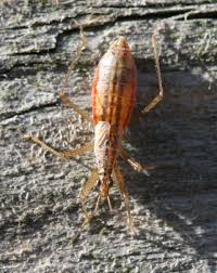 Attēlu rezultāti vaicājumam “Nabis limbatus”