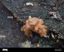 Attēlu rezultāti vaicājumam “Exidia cartilaginea”