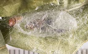 Attēlu rezultāti vaicājumam “Ichneumonidae cocoon”