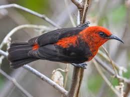 Attēlu rezultāti vaicājumam “Myurella julacea”