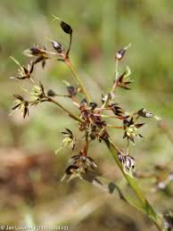 Attēlu rezultāti vaicājumam “Luzula pilosa leaf”