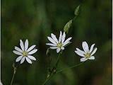 Attēlu rezultāti vaicājumam “Stellaria longifolia”