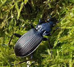 Attēlu rezultāti vaicājumam “Pterostichus niger”