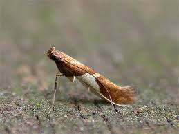 Attēlu rezultāti vaicājumam “Caloptilia hemidactylella”