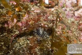 Image result for Myoxocephalus scorpius