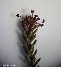 Attēlu rezultāti vaicājumam “Empetrum nigrum flower”