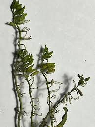 Attēlu rezultāti vaicājumam “Rorippa palustris fruit”