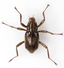 Attēlu rezultāti vaicājumam “Barbeyella minutissima macro”