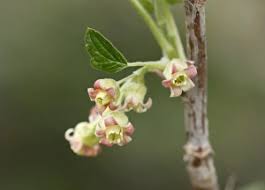 Attēlu rezultāti vaicājumam “Ribes nigrum flower”
