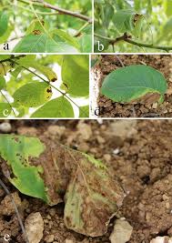 Attēlu rezultāti vaicājumam “Juglans x sinensis leaf”
