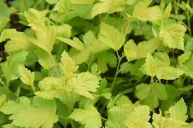 Attēlu rezultāti vaicājumam “Physocarpus opulifolius”